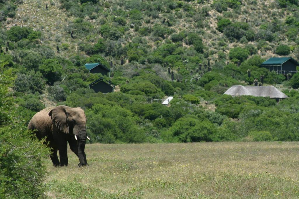 Villa Hillsnek Safari Camp - Réserve animalière d'Amakhala Extérieur photo