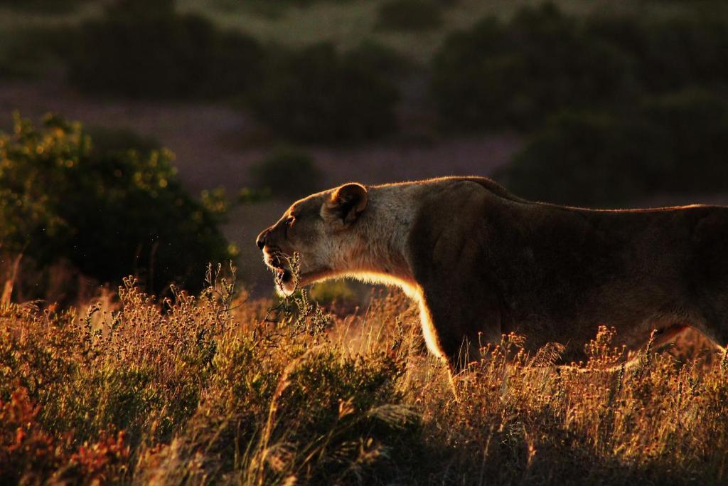 Villa Hillsnek Safari Camp - Réserve animalière d'Amakhala Extérieur photo