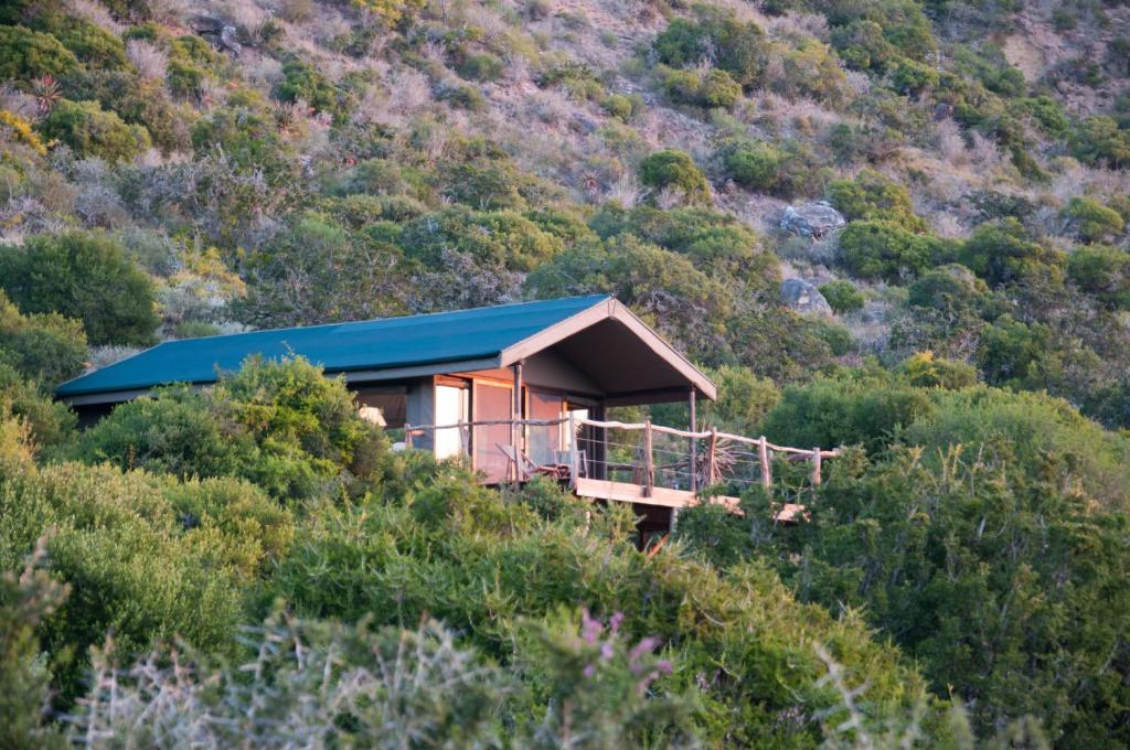Hillsnek Safari Camp - Réserve animalière d'Amakhala Chambre photo
