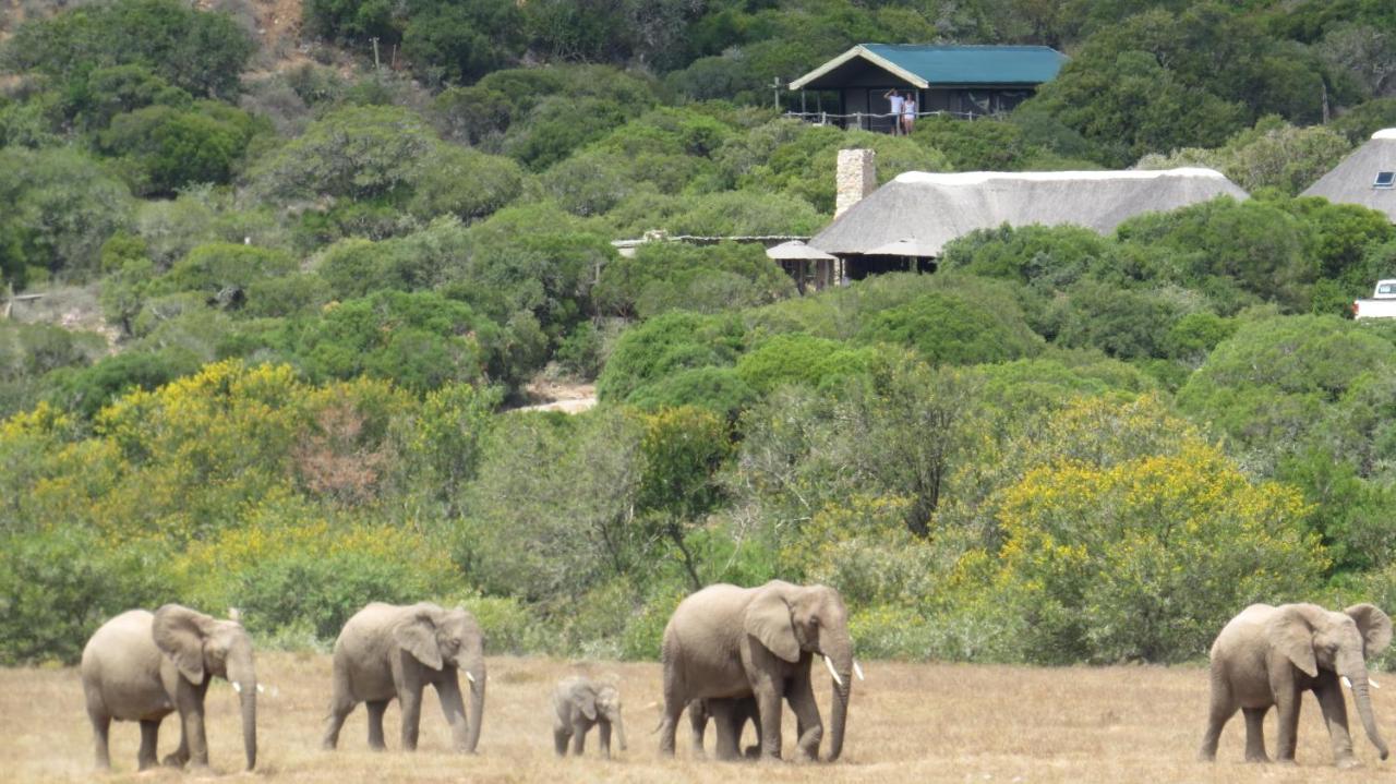 Villa Hillsnek Safari Camp - Réserve animalière d'Amakhala Extérieur photo