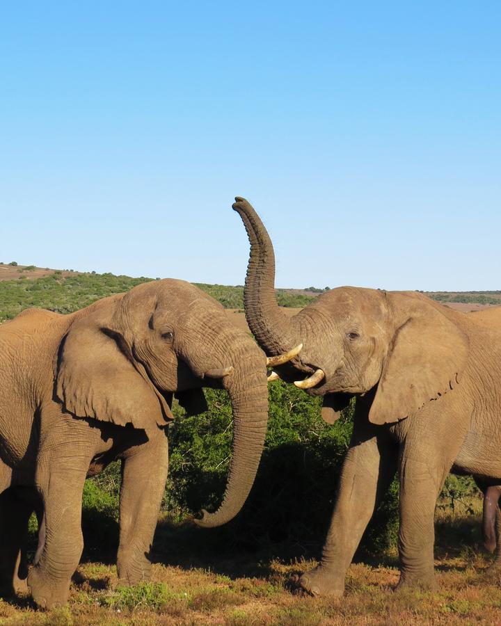 Hillsnek Safari Camp - Réserve animalière d'Amakhala Extérieur photo