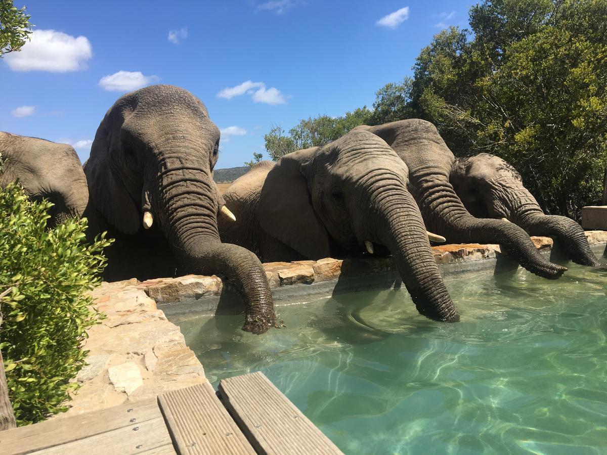 Villa Hillsnek Safari Camp - Réserve animalière d'Amakhala Extérieur photo