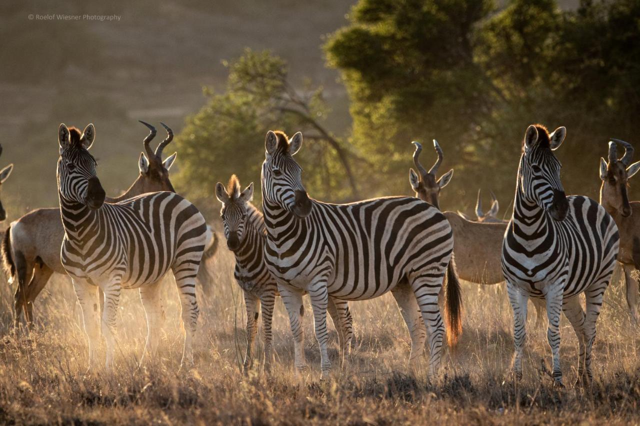 Hillsnek Safari Camp - Réserve animalière d'Amakhala Extérieur photo