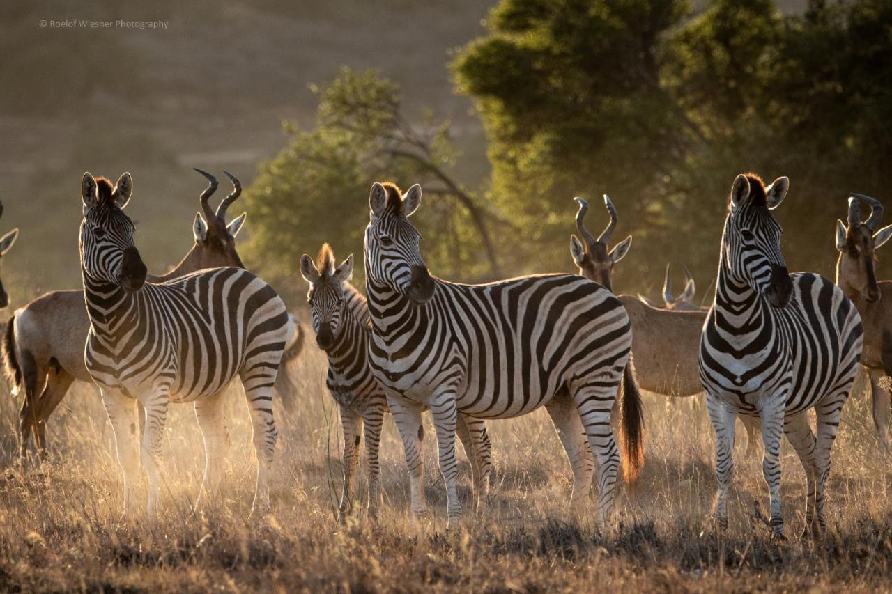 Villa Hillsnek Safari Camp - Réserve animalière d'Amakhala Extérieur photo