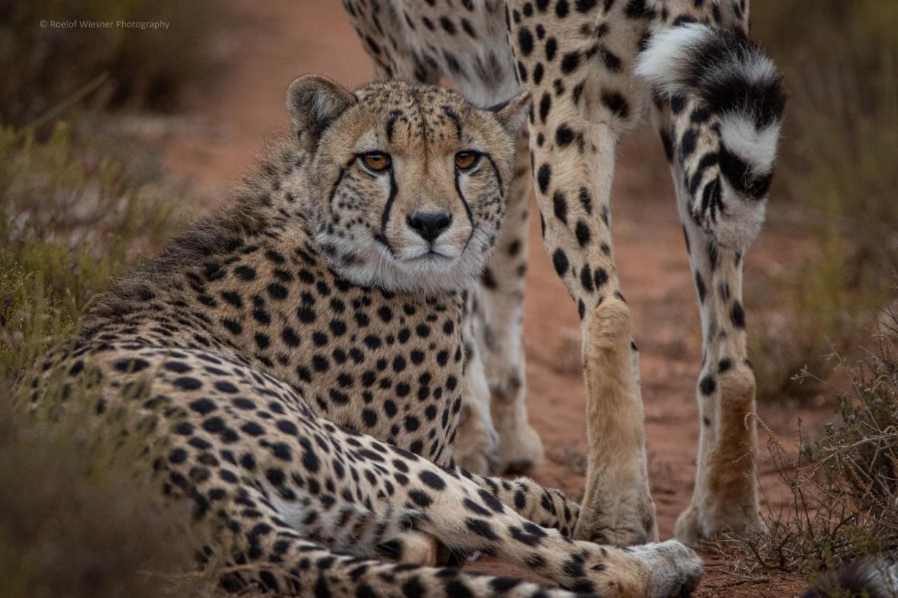 Villa Hillsnek Safari Camp - Réserve animalière d'Amakhala Extérieur photo