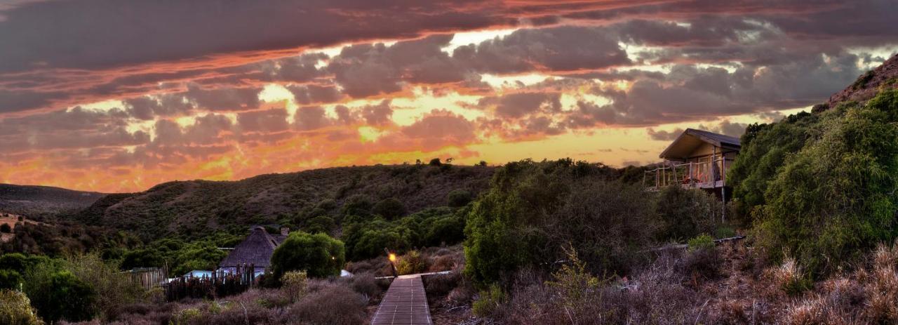 Villa Hillsnek Safari Camp - Réserve animalière d'Amakhala Extérieur photo