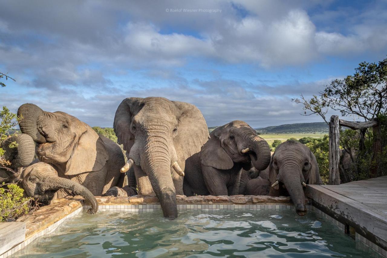 Villa Hillsnek Safari Camp - Réserve animalière d'Amakhala Extérieur photo