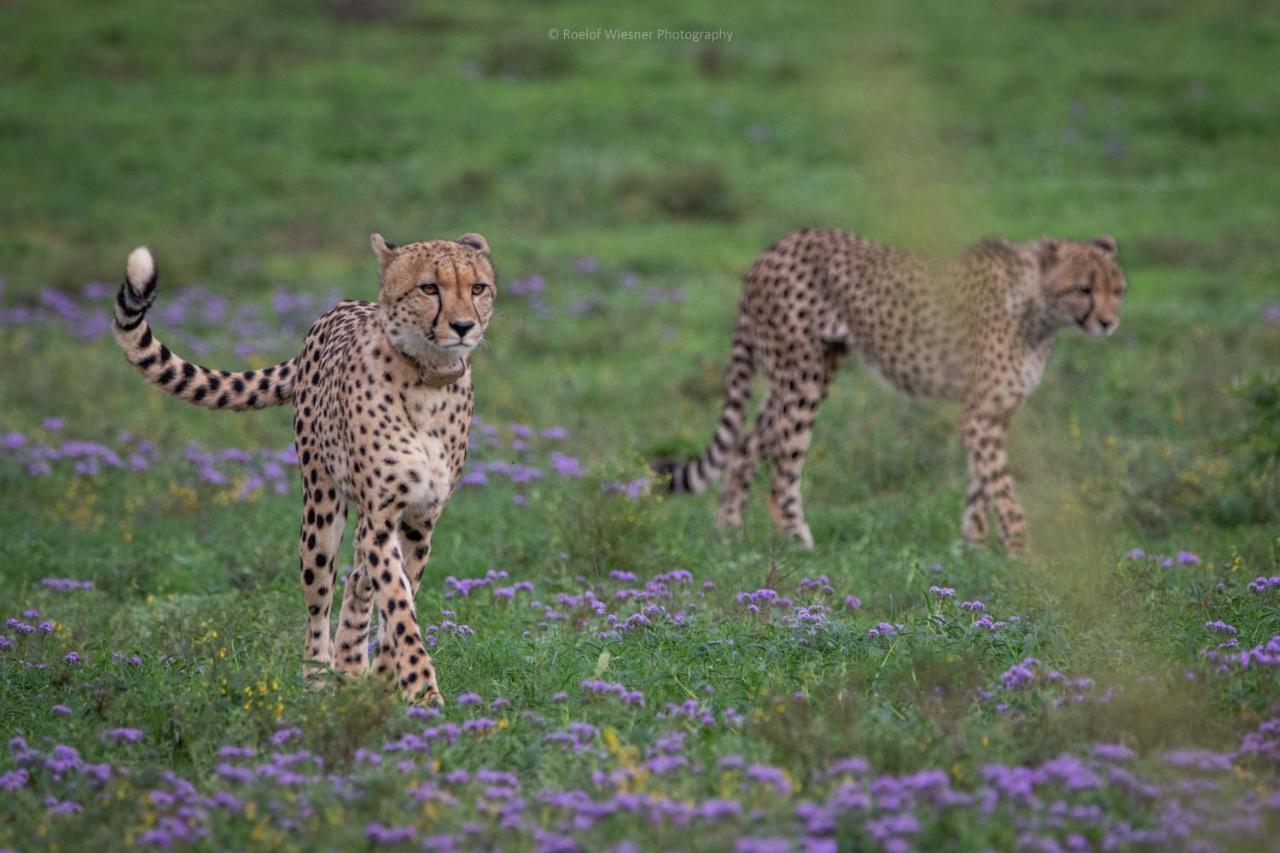 Villa Hillsnek Safari Camp - Réserve animalière d'Amakhala Extérieur photo