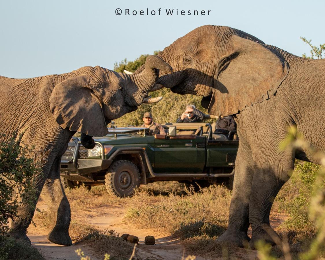 Hillsnek Safari Camp - Réserve animalière d'Amakhala Extérieur photo