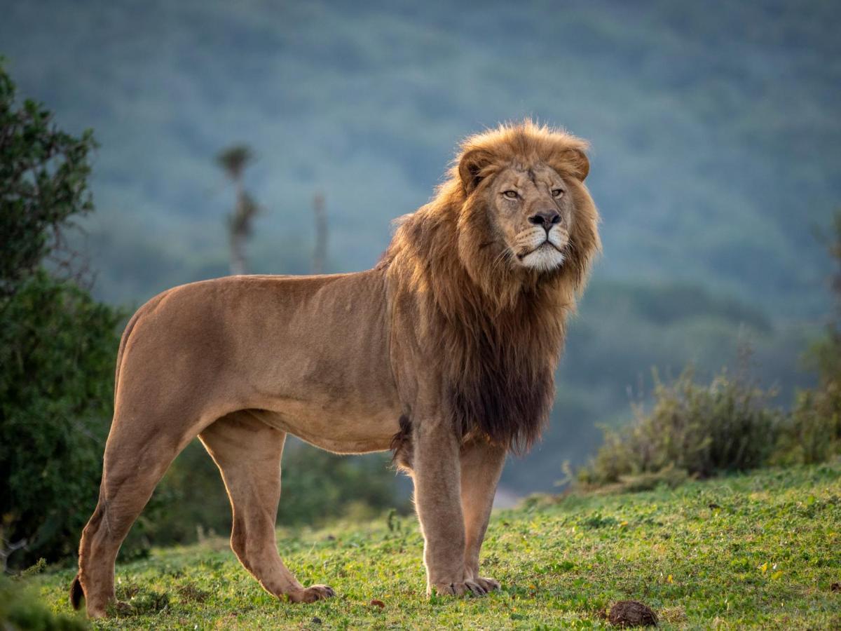 Villa Hillsnek Safari Camp - Réserve animalière d'Amakhala Extérieur photo