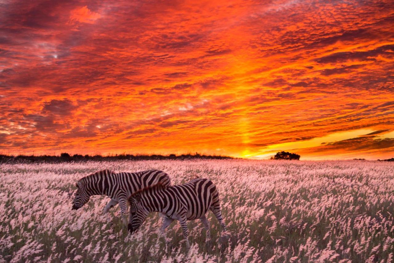 Villa Hillsnek Safari Camp - Réserve animalière d'Amakhala Extérieur photo